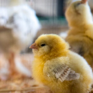 BIENESTAR ANIMAL, BIOSEGURIDAD E HIGIENE EN EXPLOTACIONES AVÍCOLAS