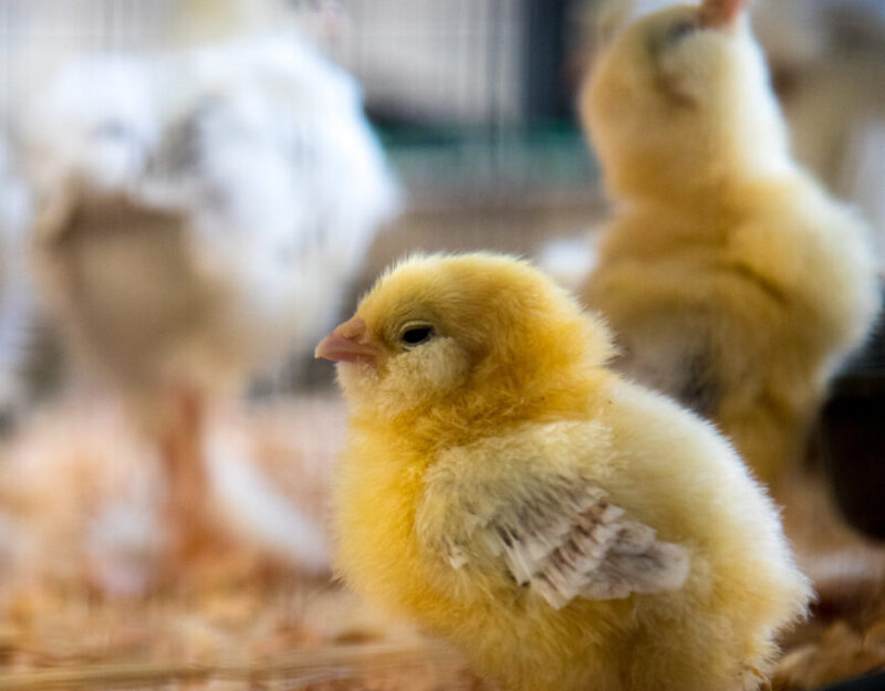 BIENESTAR ANIMAL, BIOSEGURIDAD E HIGIENE EN EXPLOTACIONES AVÍCOLAS