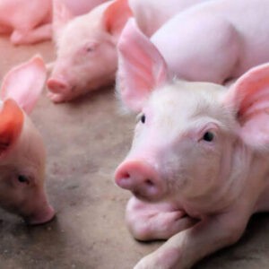 BIENESTAR, BIOSEGURIDAD, HIGIENE Y SANIDAD EN EXPLOTACIONES PORCINAS