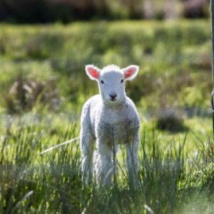 BIENESTAR ANIMAL EN PEQUEÑOS RUMIANTES