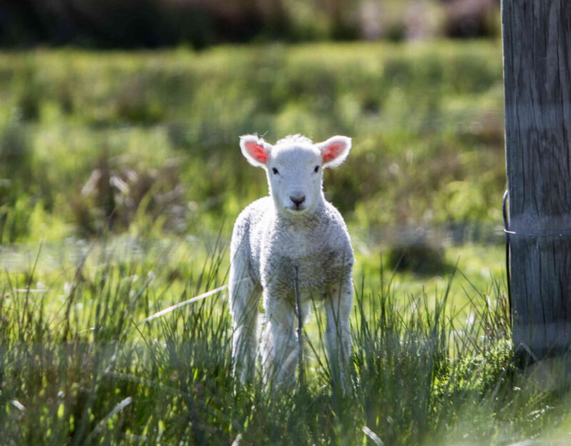 BIENESTAR ANIMAL EN PEQUEÑOS RUMIANTES