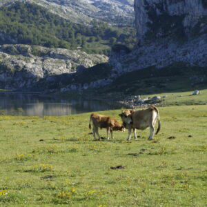 BIENESTAR, BIOSEGURIDAD, HIGIENE Y SANIDAD ANIMAL EN GANADO BOVINO