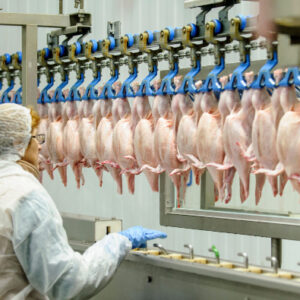 BIENESTAR ANIMAL EN MATADERO